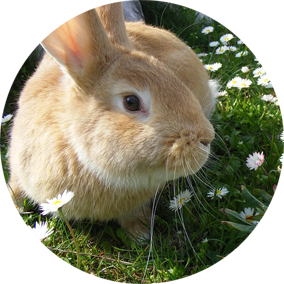 Rabbit Minding Ireland